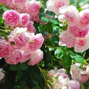 Hoa hồng leo - Cây Xanh Đức Lâm Vũng Tàu - Công Ty TNHH TM DV XNK Đức Lâm